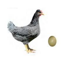 Find Hoover S Hatchery Sapphire Olive Egger Chickens 10 Count Baby Chicks In The Chicks Category At Tractor Suppl Olive Egger Chicken Olive Egger Baby Chicks