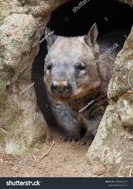 Image result for Southern hairy-nosed wombat