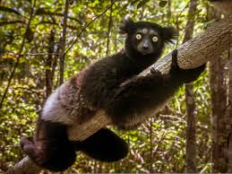 Extinct meaning, definition, what is extinct: Animals Going Extinct So Fast That Recovery May Take 3 5 Million Years