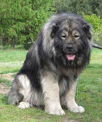 Russian Bear Dog Size Kharita Blog The researchers believe these beardogs, which lived up to 40 million years ago, may eventually tell but the types of beardogs he knew were much larger predators that were the size of a bear and once. russian bear dog size kharita blog