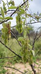 Image result for Dioscorea quartiniana