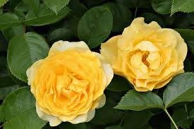 Artists know the meanings of flowers; Julia Child Rose Wikipedia