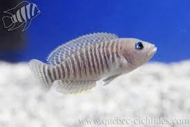 Img_0436 | 12 African Cichlids: 1 Red Peacock Cichlid (Male)… | Flickr