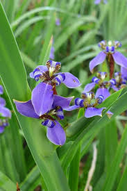 Image result for Indigofera roseo-caerulea