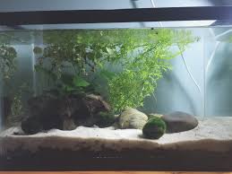 Anna S Aquariums Walstad Method Aquarium Log Nature Aquarium Planted Aquarium Aquarium