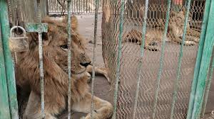 Kebun binatang surabaya (kbs) tak hentinya jadi sorotan publik dunia. Krisis Ekonomi Membuat Singa Di Kebun Binatang Sudan Terlantar