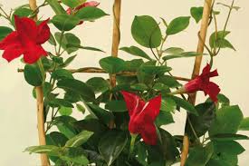 Repeat the spray every seven to 14 days. Mandevilla Horticulture Week