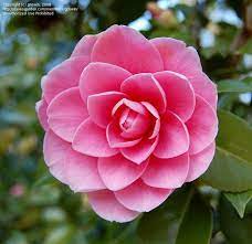Pin On Flowers