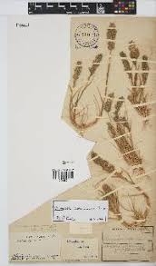 Image result for Schmidtia kalahariensis