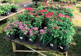 Maybe you would like to learn more about one of these? Https Www Northfortmyersneighbor Com 2020 08 05 Springtime Farms Combines Plant Nursery Petting Zoo