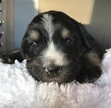 Currently, we do not have any bernese golden mountain dog puppies available , but these breeds may interest you. Rare Golden Mountain Dog Puppy Aspentimes Com