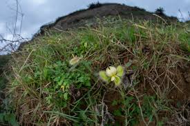 Image result for Crotalaria prolongata