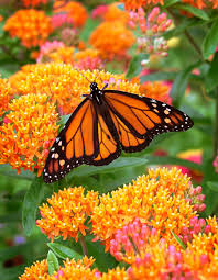 Local ecotype native plants missouris natural plant communities offer a diversity of native plants to gardeners. 6 Easy Care Midwest Native Plants Midwest Living