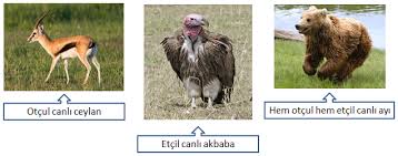 Cevre Ve Insan