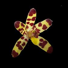 Image result for Ansellia