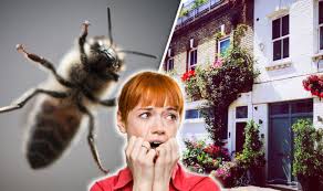 Bumble bees can sting multiple times and can be very painful. How To Get Rid Of A Bees Nest In Your Home Different Species Require Different Treatment Express Co Uk