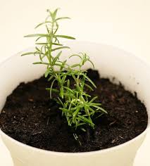Bioadvanced Fungus Control For Lawns Pets Common Garden Pests And How To Manage Them Infographic Garden Pests Rosemary Plant Plants