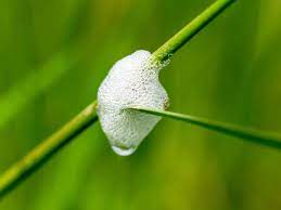 Have you seen and wondered what the white froth/foam is on your plants? Cuckoo Spit Treatment And Control Lovethegarden