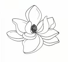 Pin On Art Reference Magnolia