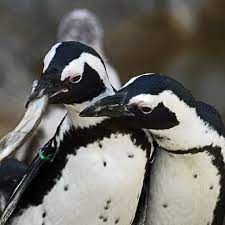 If penguins' black and white getup is anything to go by, these birds would rather be butlers. African Black Footed Penguin Denver Zoo
