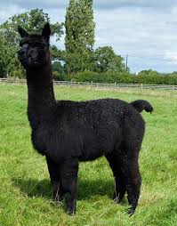 We did not find results for: Farmer Loses High Court Bid To Save Stud Alpaca Geronimo From Being Killed Express Star