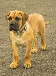 Despite once having a negative connotation as mutts, mixed breed dogs are on the rise. Pin On South African Boerboel