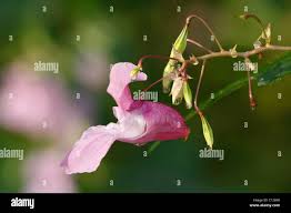 Image result for Impatiens stuhlmannii