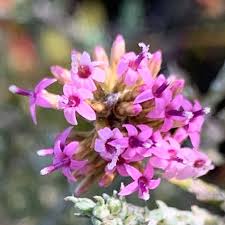 Image result for Stoebe