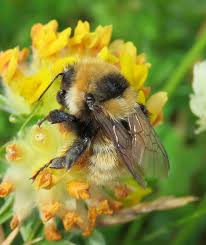 Image result for Bombus distinguendus