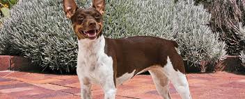 We pair rat terrier breeders with people like you! Rat Terrier Dog Breed Profile Petfinder