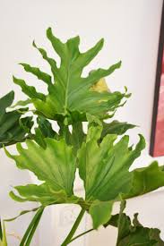 We did not find results for: Philodendron Selloum Hope Philodendren Pflanzen Der Palmenmann