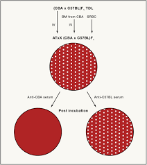 A Scientific Odyssey: Uncovering the Secrets of Thymus Function: Cell