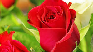 Terkeren dan paling cakep untuk k pop itu karna mawar merah memanglah melambangkan cinta serta identik dengan keromantisan. Free Download 6 Gambar Bunga Mawar Cantik Cocok Untuk Wallpaper Gambar Animasi 1353x1003 For Your Desktop Mobile Tablet Explore 23 Bagi Wallpaper