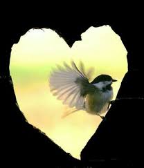 El Amor Hasta En La Naturaleza Nature Inspiration Heart In Nature Heart Art