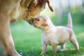 Introducing New Puppies To Homes With Senior Dogs This pup might have bitten off more than he can chew, but when it comes to cute images of dogs this one takes the biscuit. introducing new puppies to homes with senior dogs