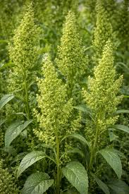 Image result for Atriplex hortensis