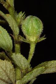 Image result for Hibiscus aponeurus