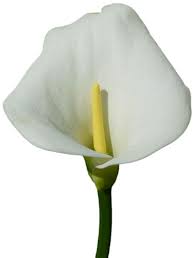 Large Calla Lily Png Clipart With Images