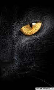 3 cara melatih kucing agar bisa berolahraga pet food indonesia. Doloreseb Dolores7eb Ø§Ù„Ù…Ù„Ù Ø§Ù„Ø´Ø®ØµÙŠ Pinterest