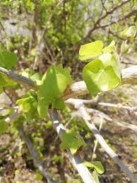Image result for Sterculia rogersii