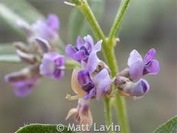 Image result for Landolphia lanceolata