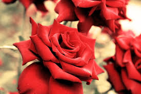 Check spelling or type a new query. Growing Roses Indoors Millcreek Gardens
