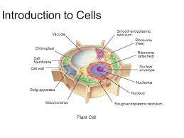 Plant cell vs animal cell | 3 key differences. Introduction To Cells Plant Cell Smooth Endoplasmic Vacuole Reticulum Ppt Download