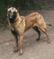 Bad Red From 187 Kennels Dutch Shepherds And Belgian Malinois Belgian Malinois Malinois Best Dogs