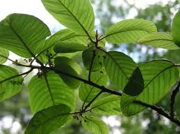 Image result for Rhamnus