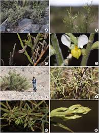 Image result for Carpolobia goetzei