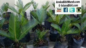 Check spelling or type a new query. Bibit Anakan Sikas Mawar Jambe Harga Grosir 0813 3559 5272 Youtube