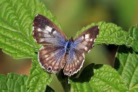 Image result for Syncolostemon flabellifolius