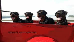 Petland chicago ridge has rottweiler puppies for sale! Rottweiler Puppies Illinois Facebook