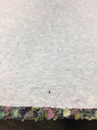 Carpet Padding 101 What Is It And Why Do You Need It